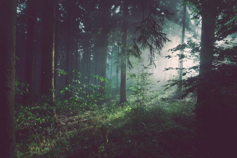 Sun rays through a forest