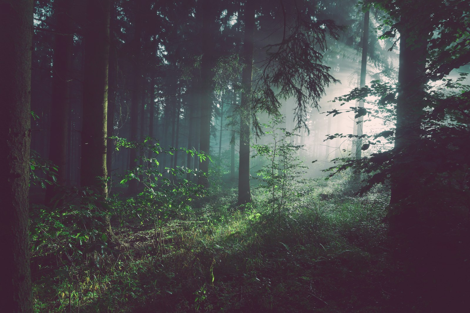 Sun rays through a forest