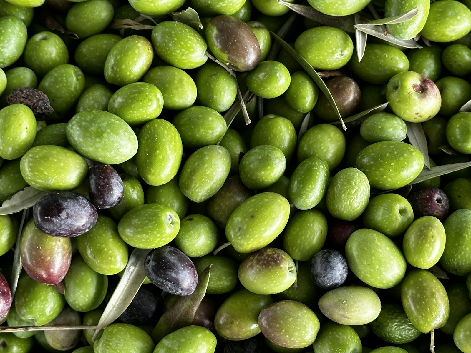 A pile of green olives