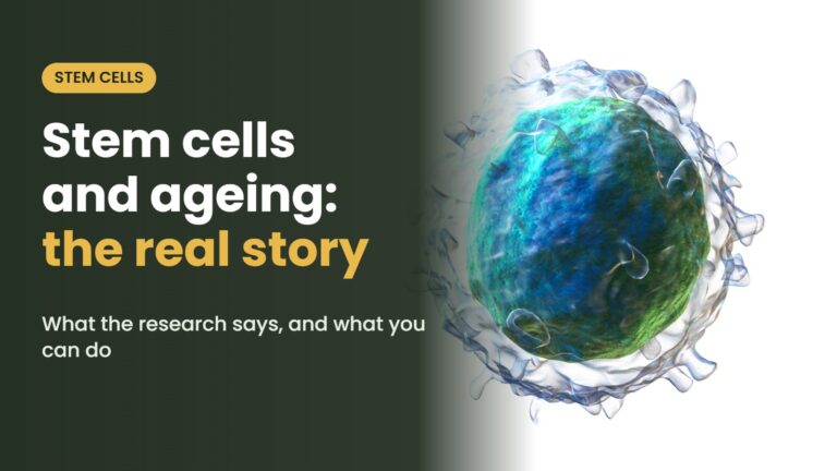 Illustration of the immune cell with the headline: Stem cells and ageing: the real story What the research says, and what you can do