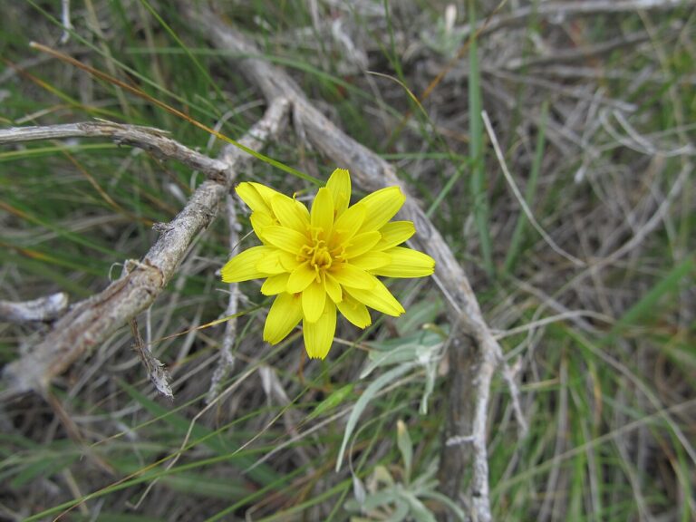 A dandelion plant in leaf and flower