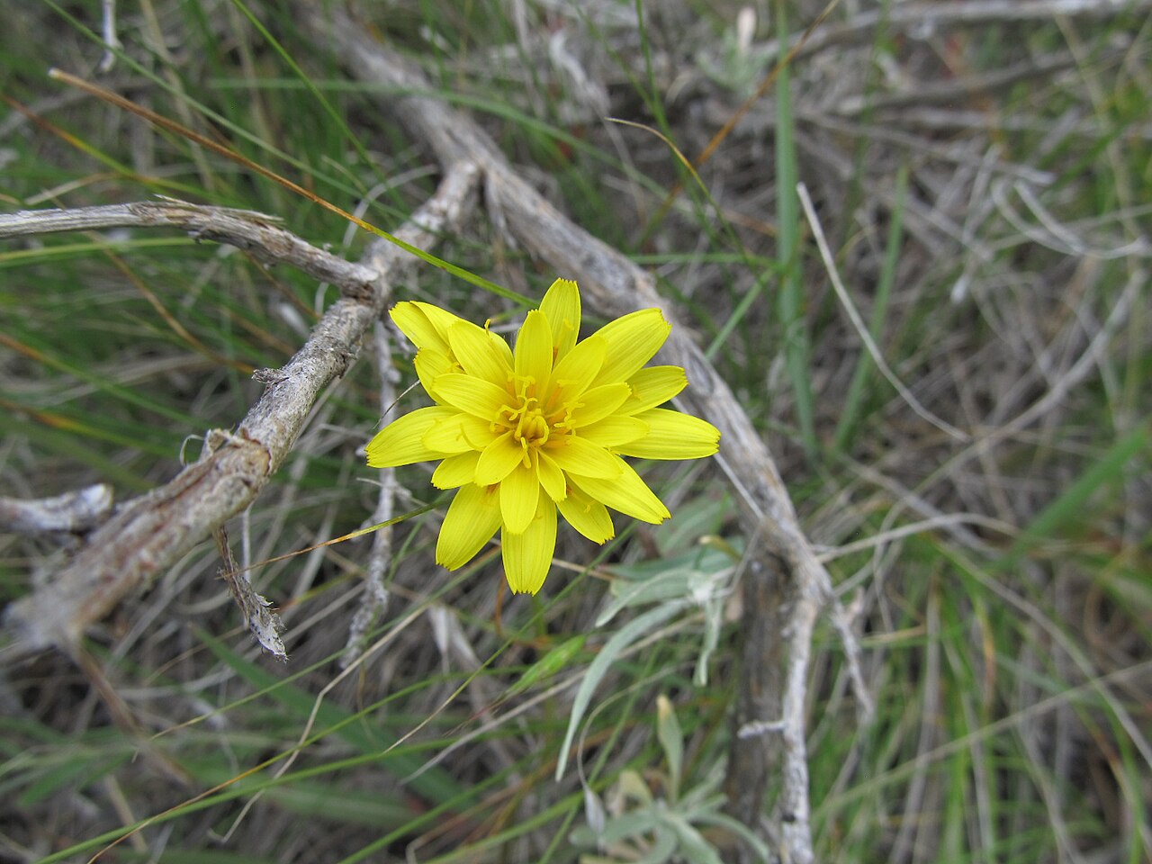 A dandelion plant in leaf and flower