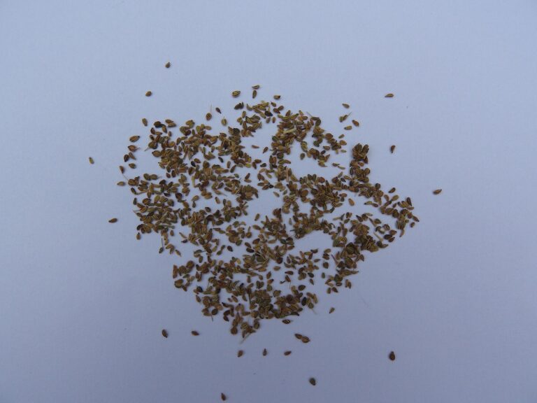 A small heap of dried ajwain (carom) seeds