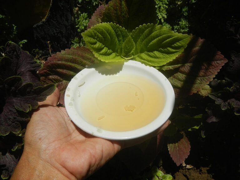 A small white dish of apple cider vinegar held over fresh green leaves