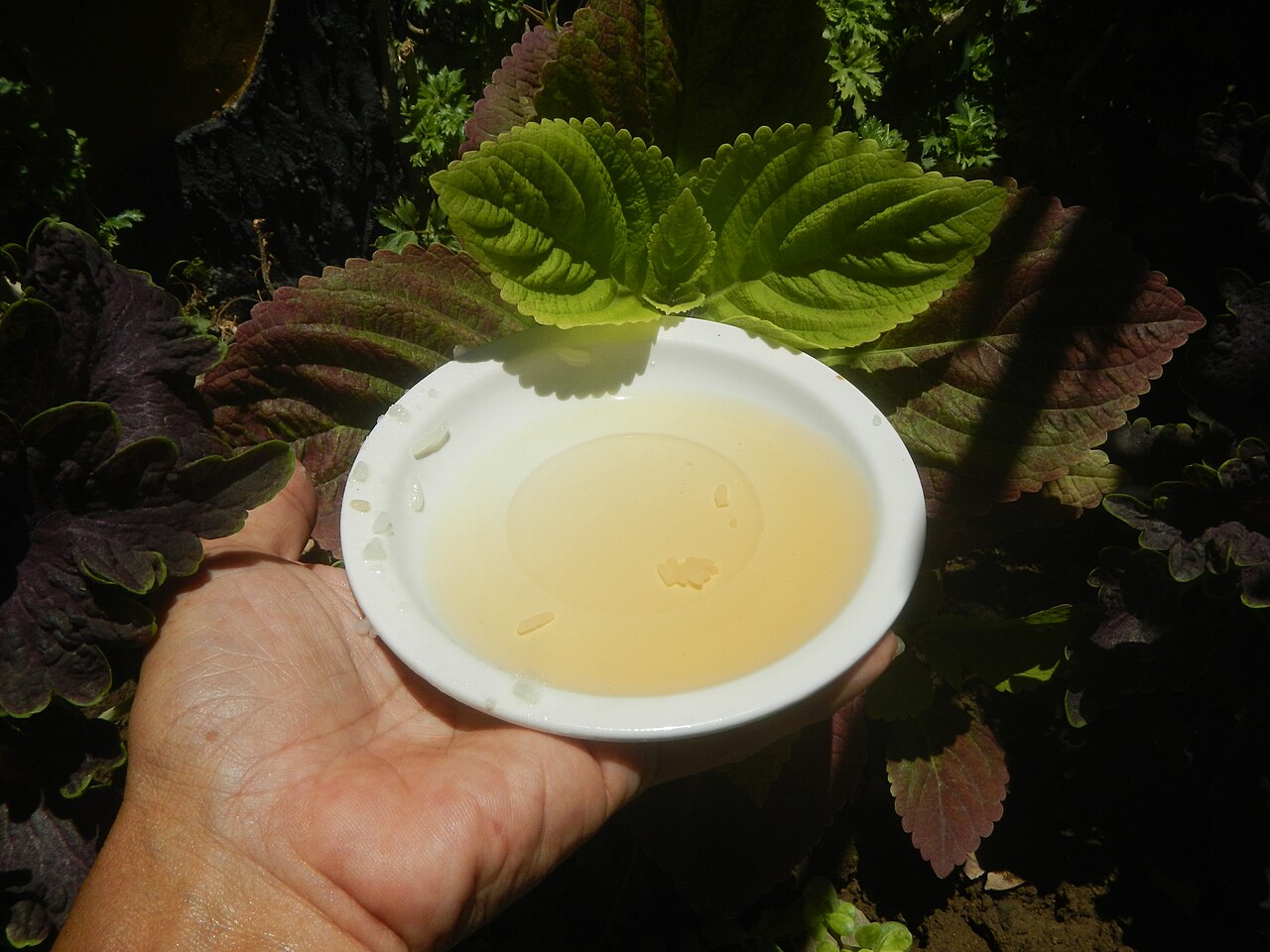A small white dish of apple cider vinegar held over fresh green leaves