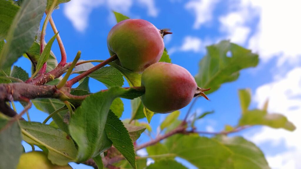 Apples on the branch
