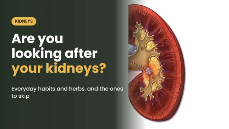 Illustration of the kidney with the headline: Are you looking after your kidneys? Everyday habits and herbs, and the ones to skip