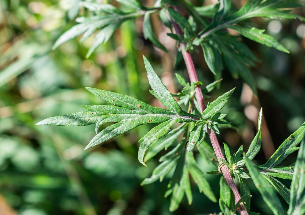 Wormwood plant