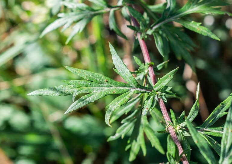 Wormwood plant