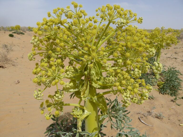 Flowering asafoetida (Ferula) plant growing in sandy ground