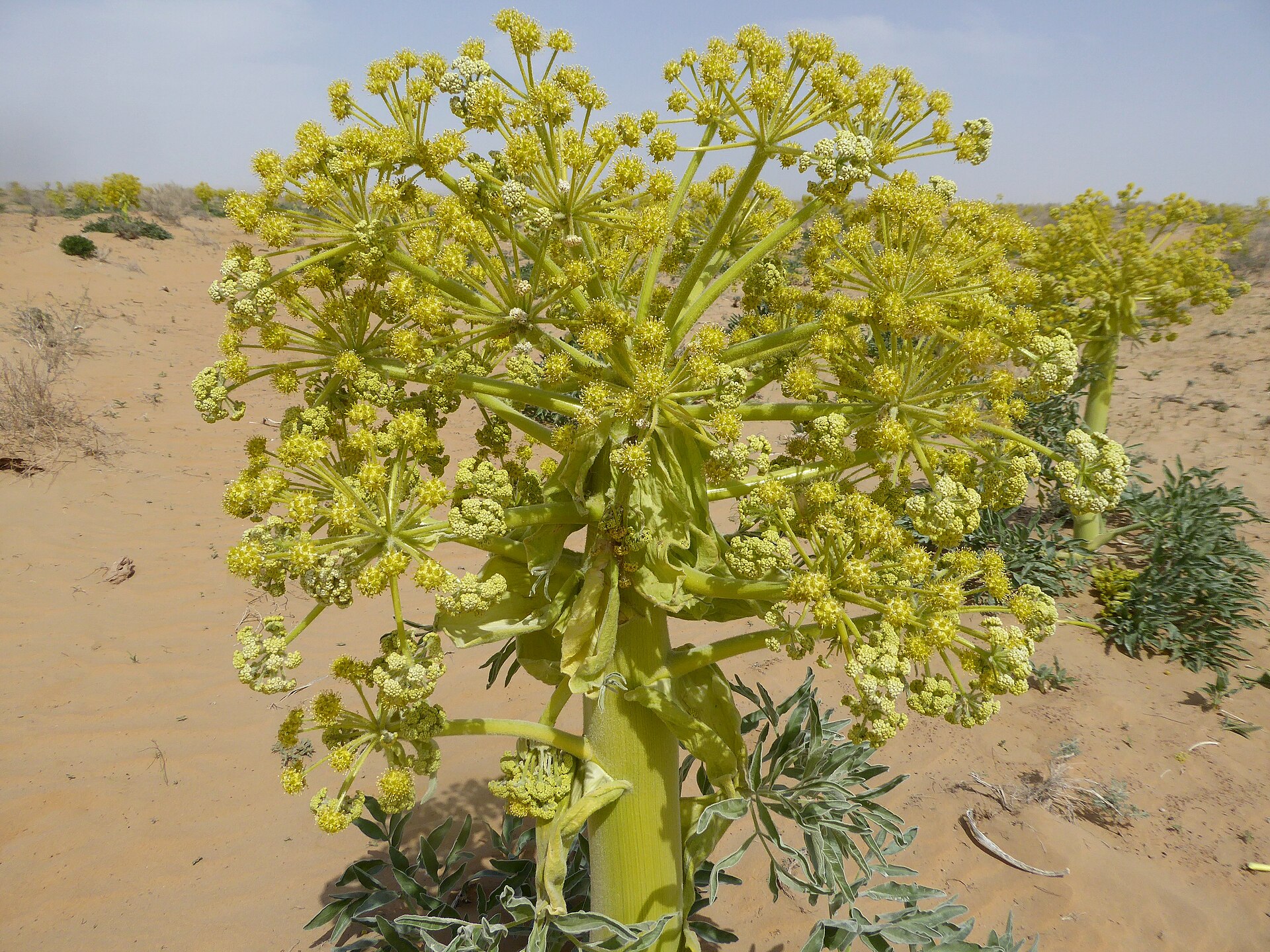 Flowering asafoetida (Ferula) plant growing in sandy ground