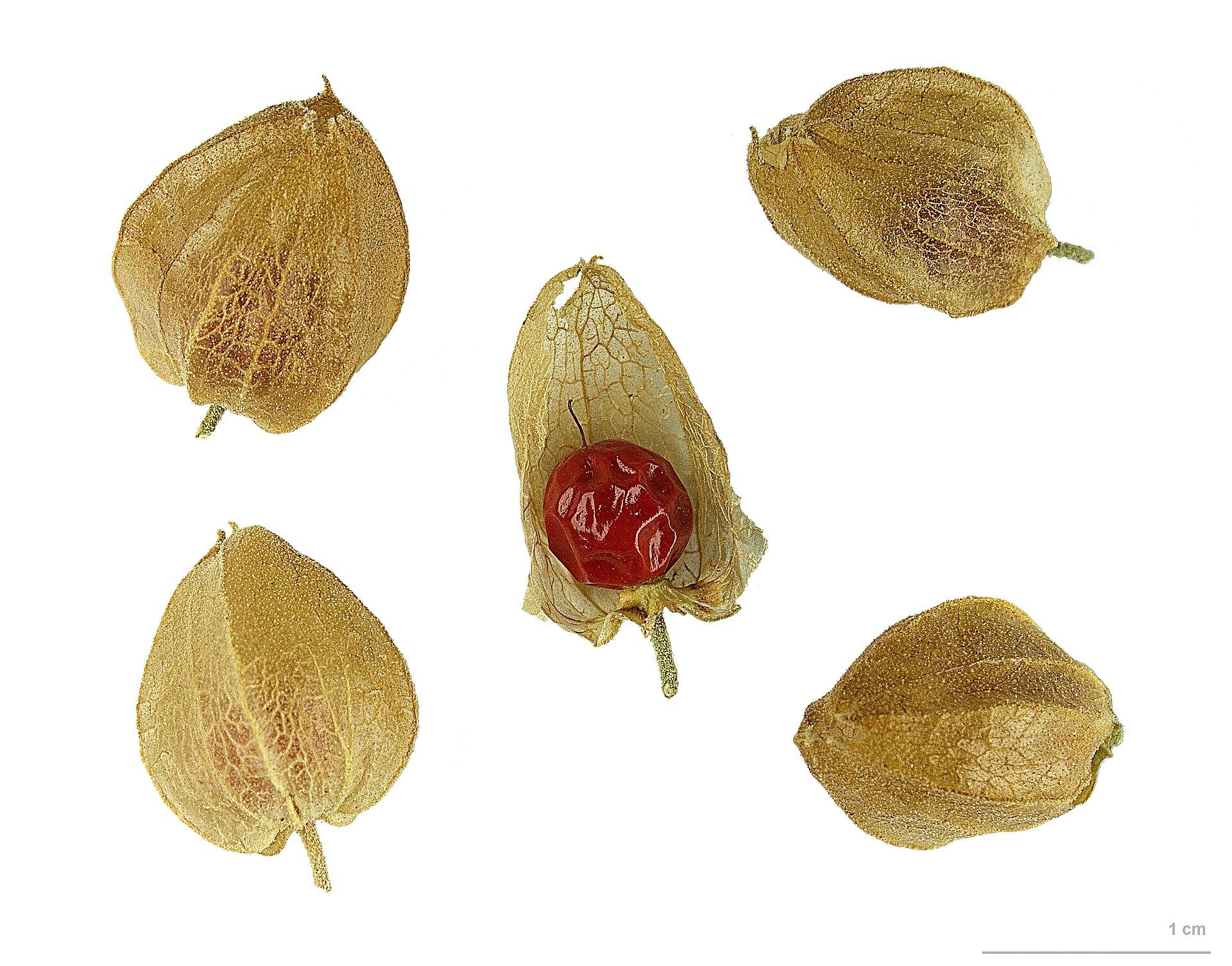 Ashwagandha (Withania somnifera): Withania somnifera MHNT.BOT.2012.10.13