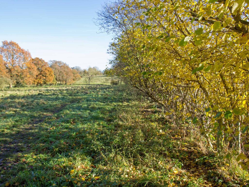 A grassy footpath beside an autumn hedgerow
