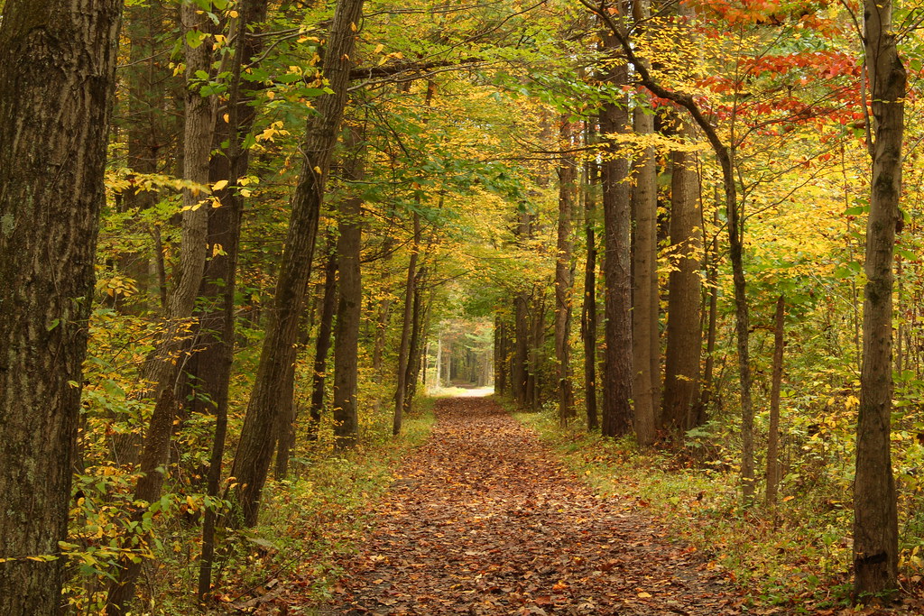 A leaf-covered path through an autumn forest