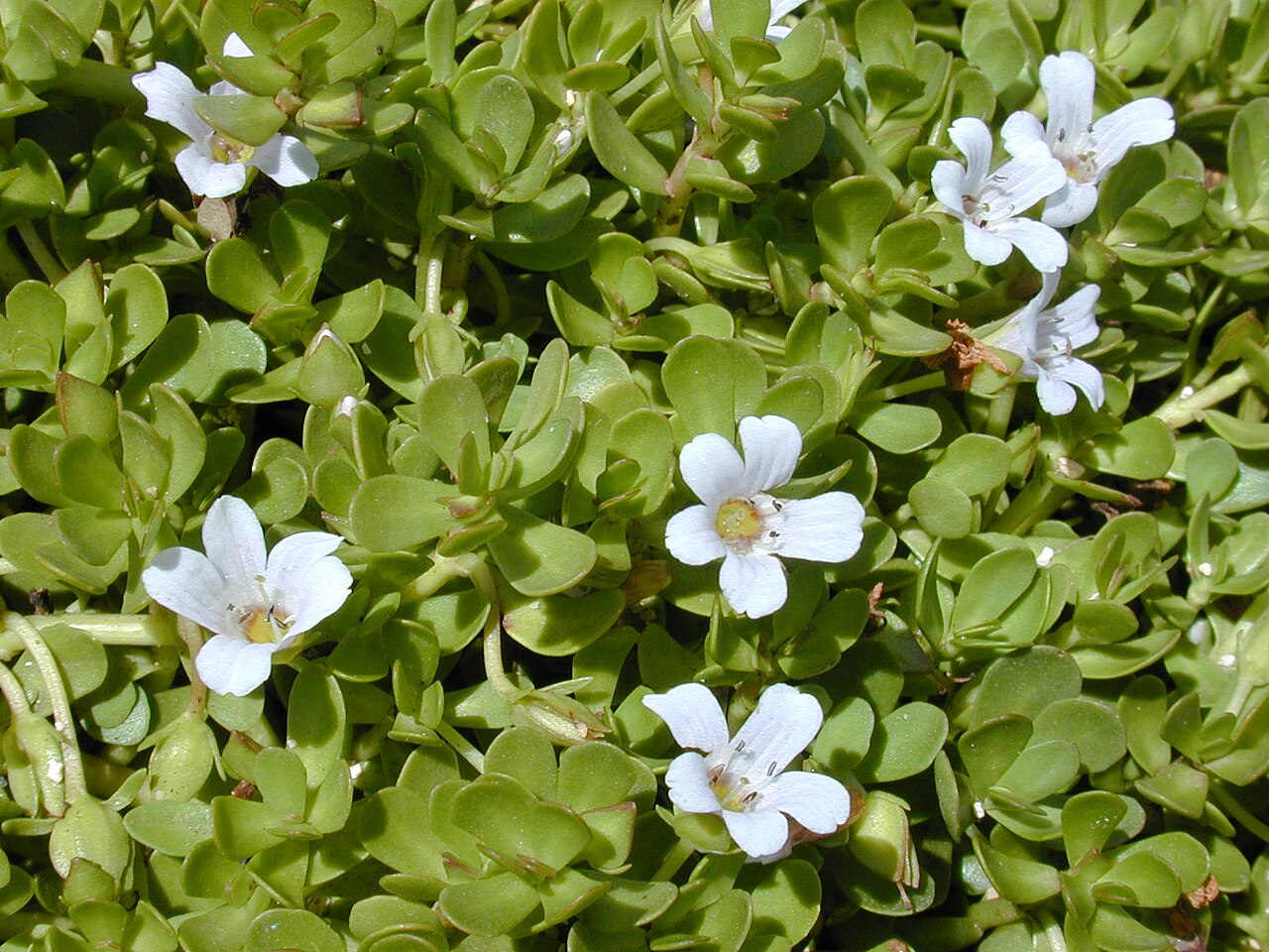 Bacopa (Bacopa monnieri) growing as a low green mat of small rounded leaves with white five-petalled flowers