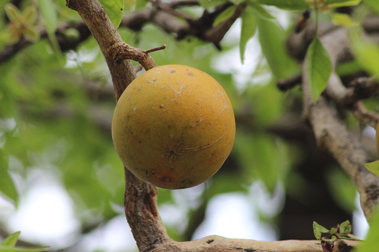 A round, hard-shelled bael (Aegle marmelos) fruit hanging on the tree