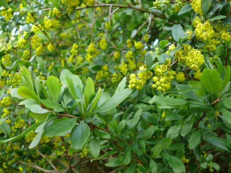 Berberine: Berberis vulgaris