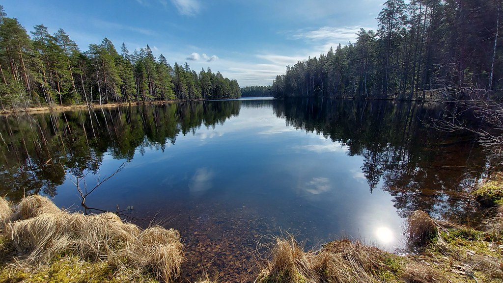A still forest lake reflecting pine trees and sky