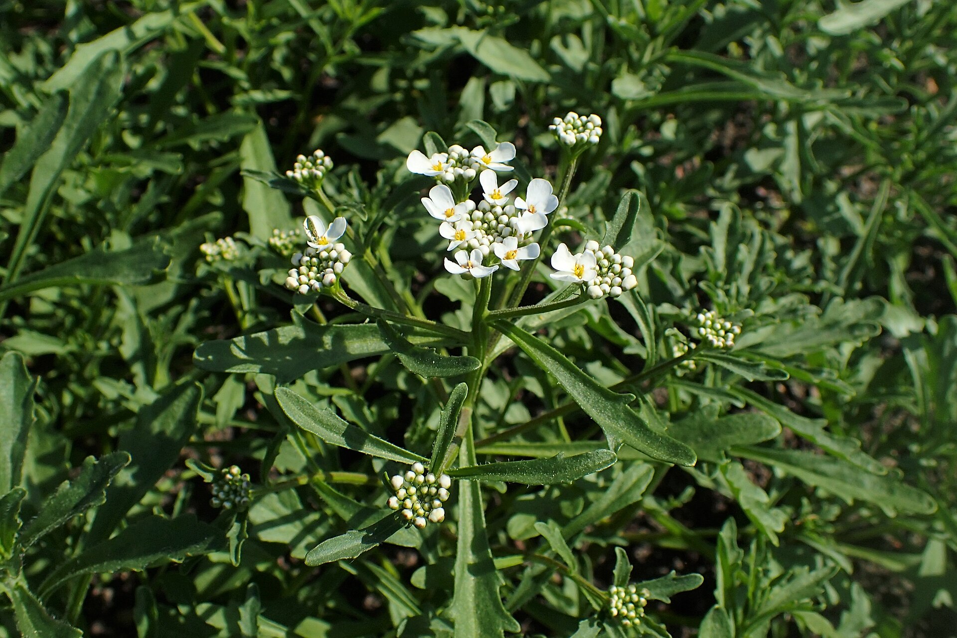 Bitter candytuft (Iberis amara) in flower