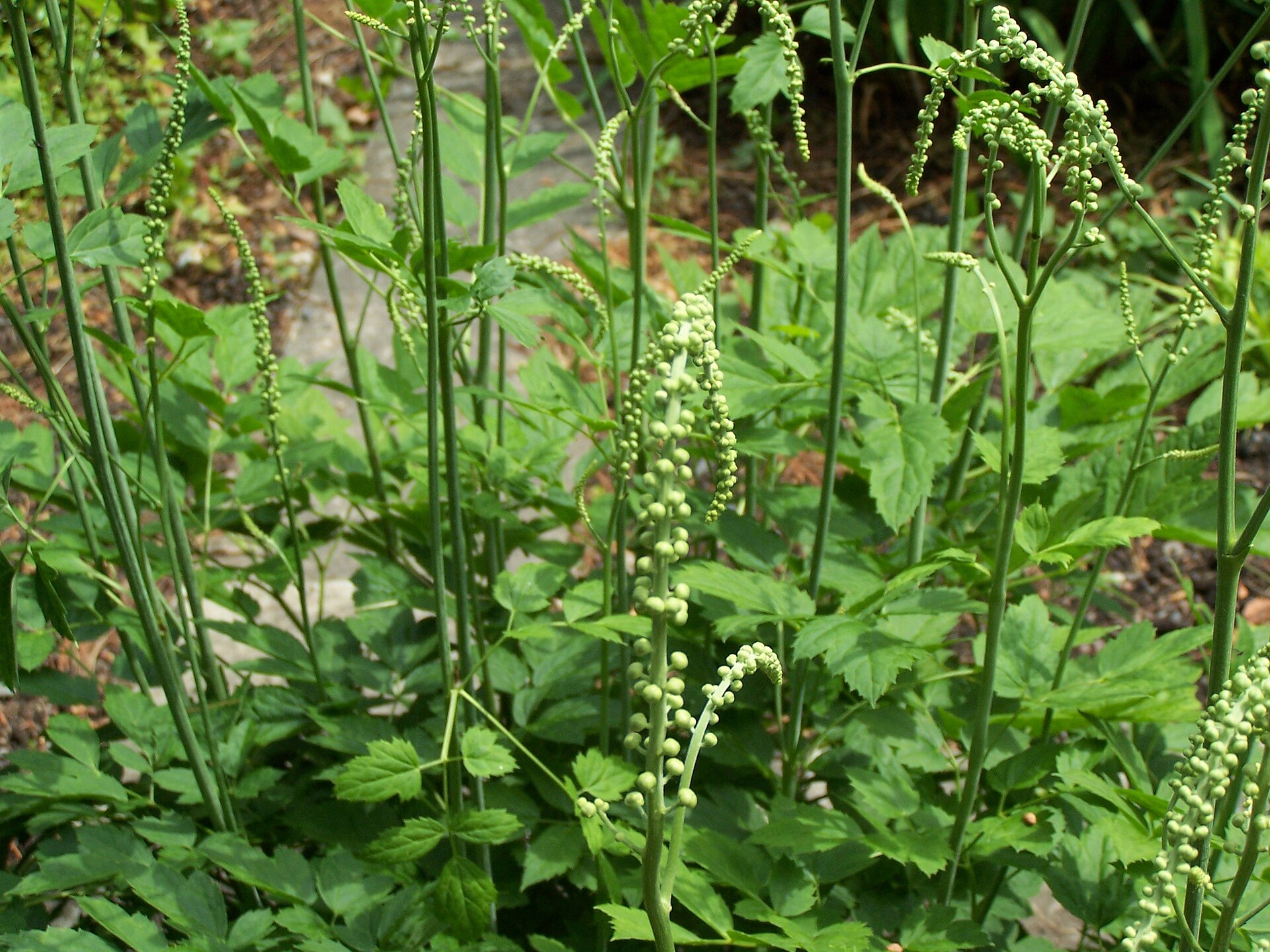 Black cohosh plants with white flower spikes in a woodland