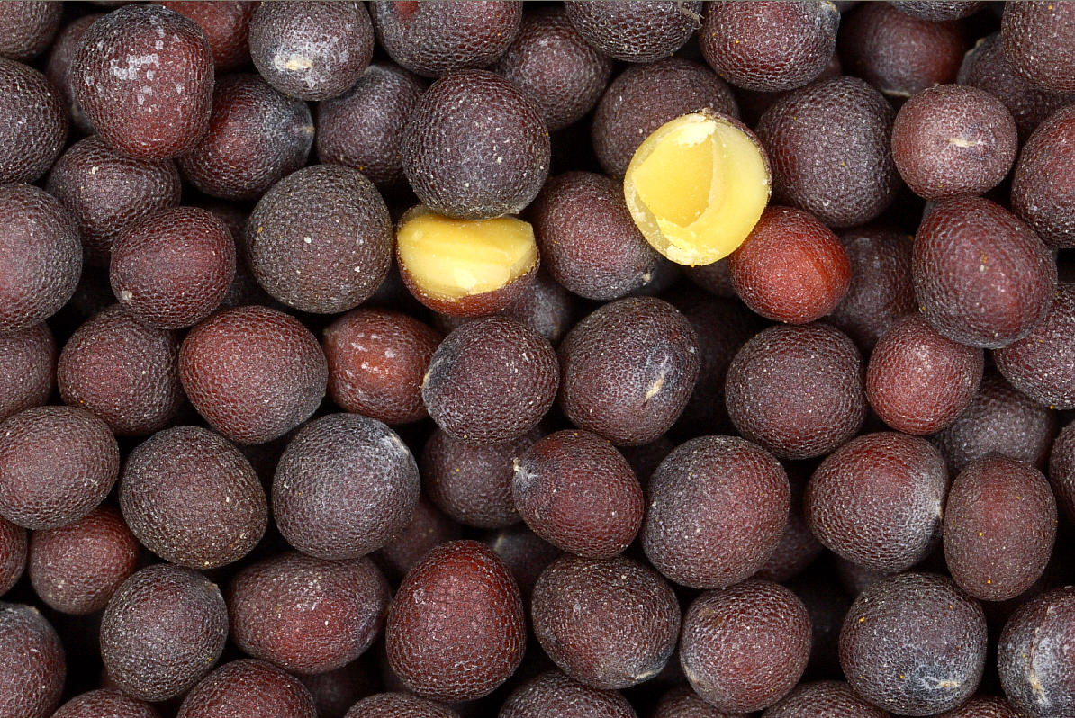 Close-up of dark black mustard seeds