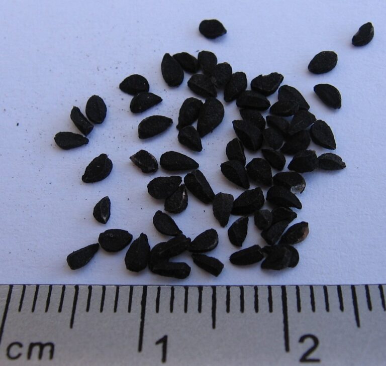 Black Seed Oil (Nigella sativa): Nigella Sativa Seed