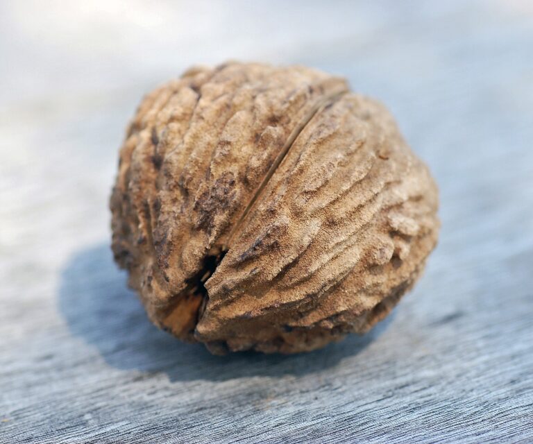 Black Walnut Hull: Black Walnut Juglans nigra Nut 2400px