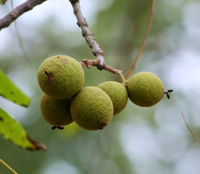 Green black walnut hulls on the branch