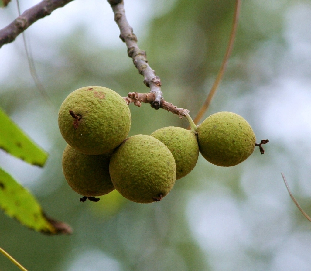 Green black walnut hulls on the branch