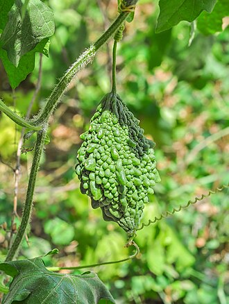 Green bitter melon fruit hanging on the vine