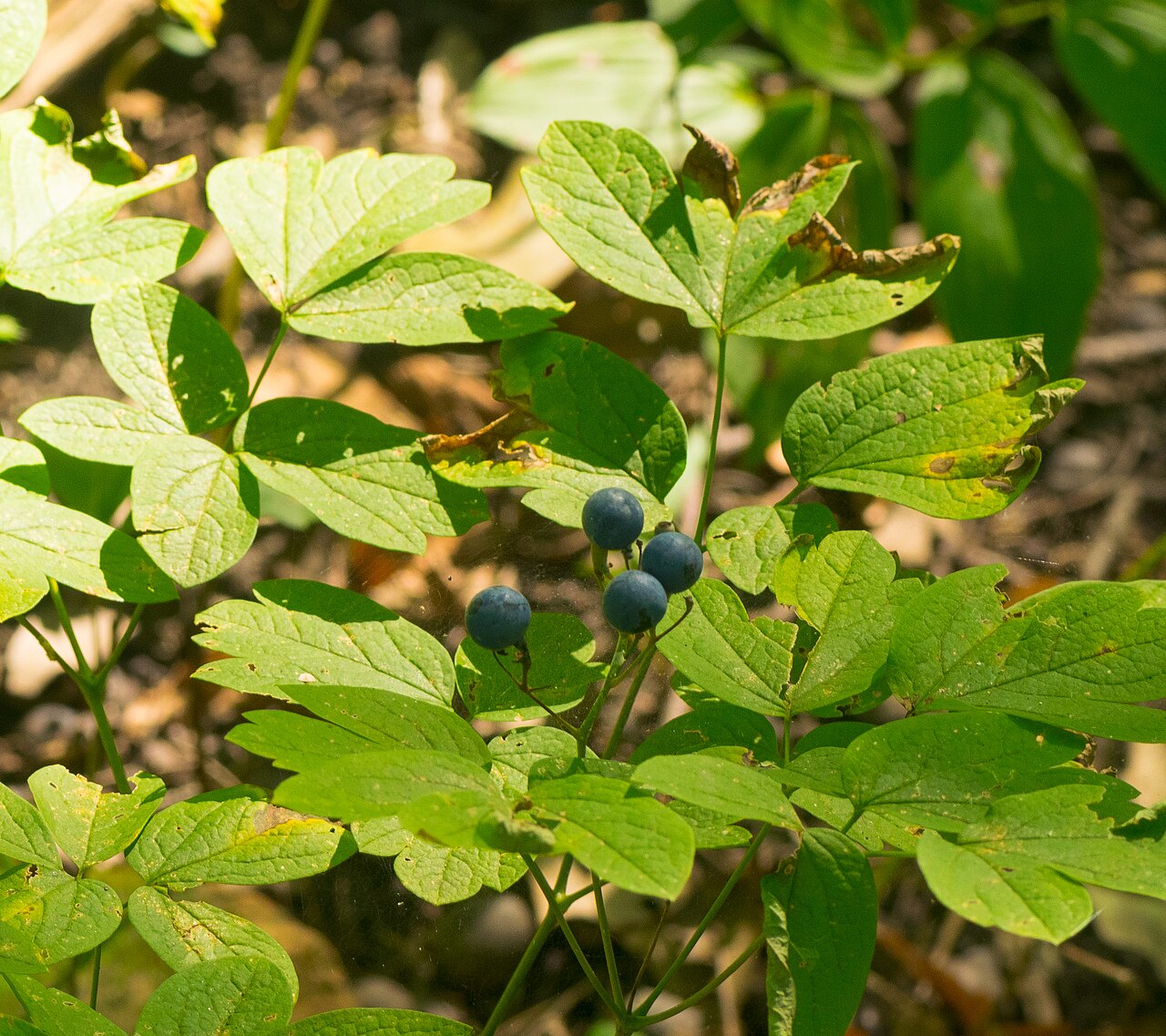 Dark blue berries of blue cohosh among its leaves