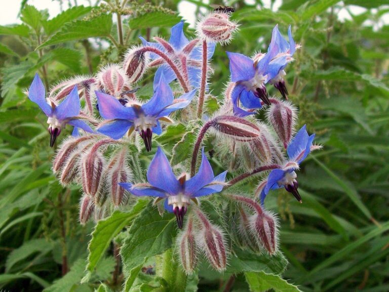 Blue star-shaped borage flowers on hairy stems