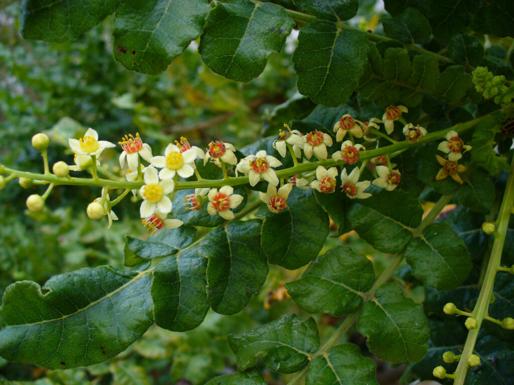 Leaves and small flowers of a Boswellia sacra frankincense tree