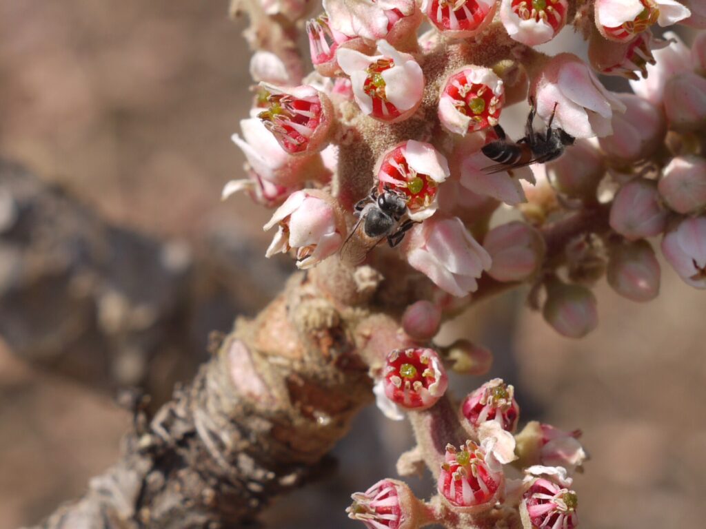 Pink flower buds on a branch of Boswellia serrata, Indian frankincense