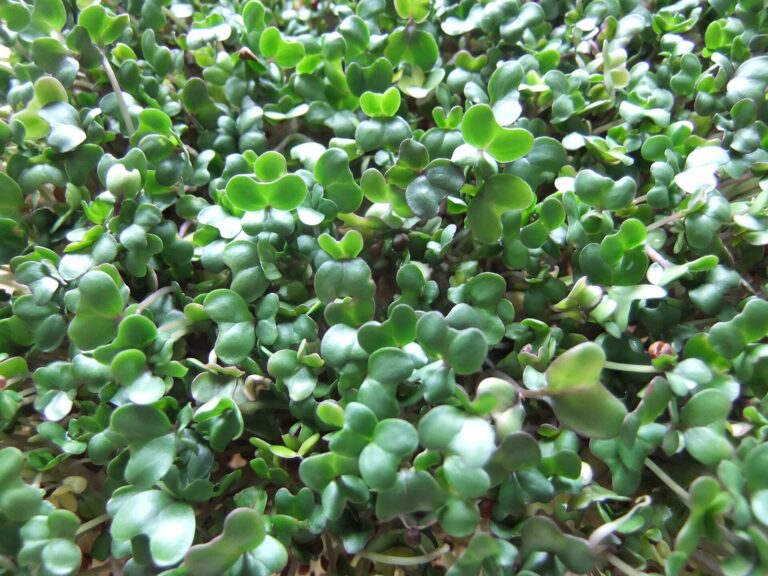 Broccoli Sprouts: Broccoli sprouts