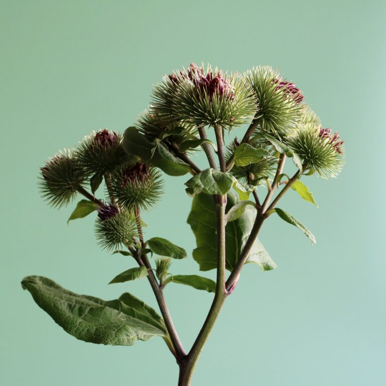 Burdock Root: Arctium lappa 2026 G1