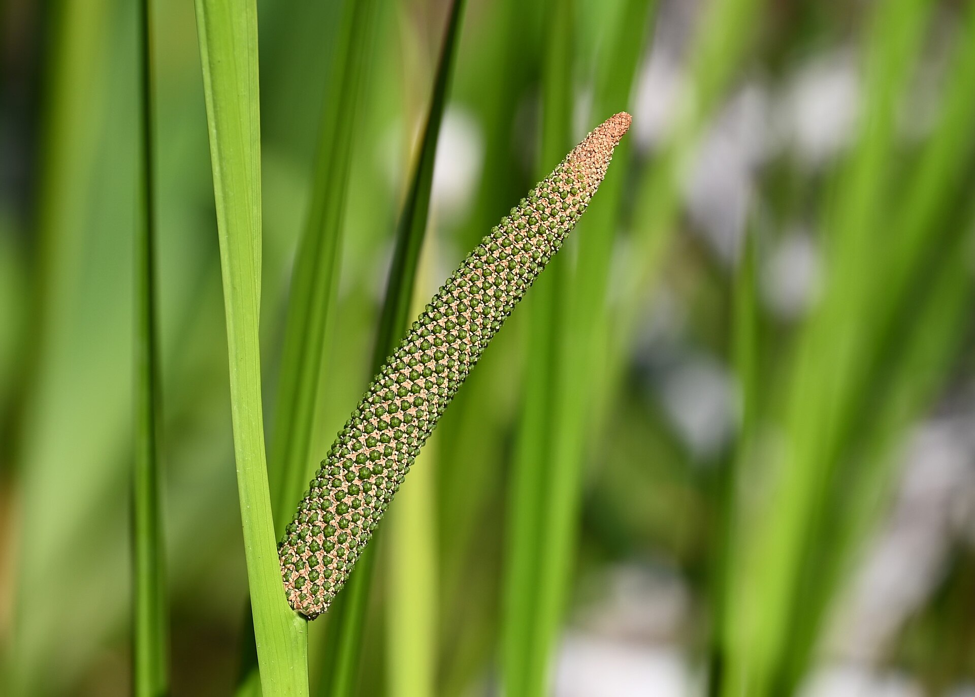Sweet flag (calamus) flower spike among long green leaves