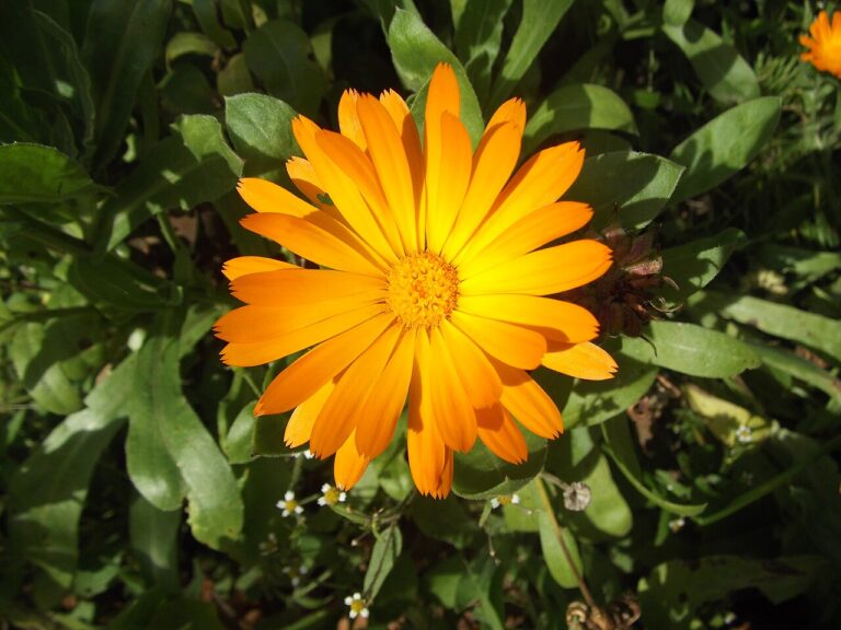 An orange calendula (pot marigold) flower in full bloom among green leaves