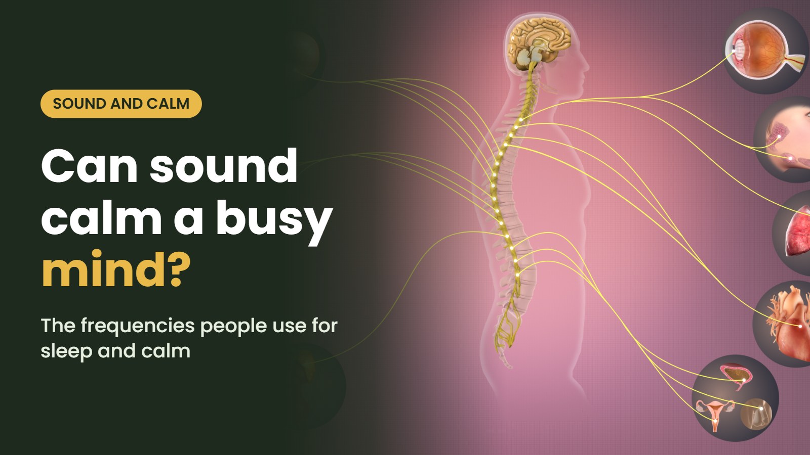 Nervous system illustration with the headline: Can sound calm a busy mind? The frequencies people use for sleep and calm