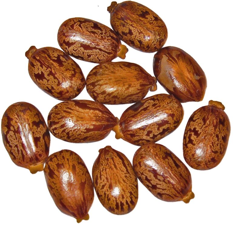 Castor Oil Packs: mottled castor beans (Ricinus communis seeds)