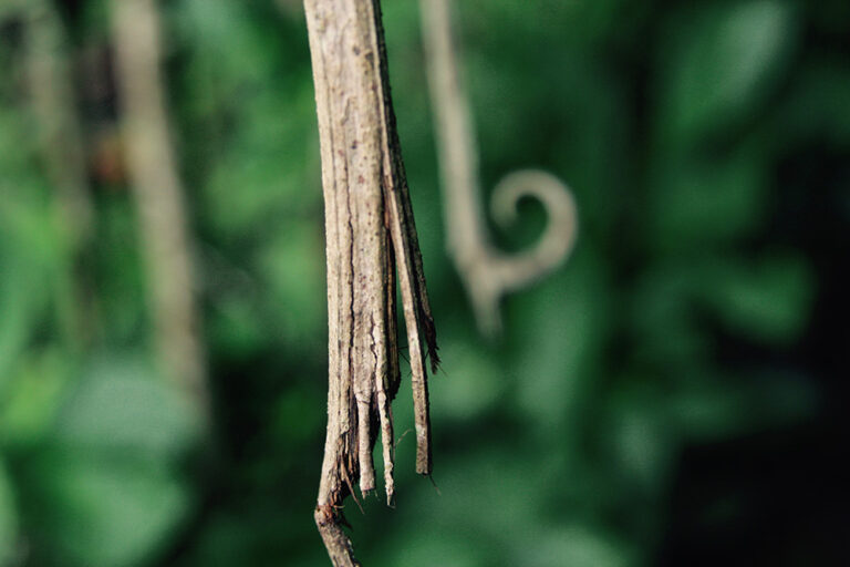 Cat’s Claw: Corteza y espina curva de uña de gato (Uncaria tomentosa)