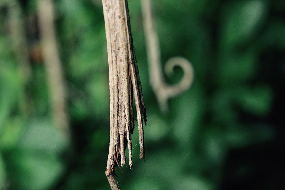 Cat’s Claw: Corteza y espina curva de uña de gato (Uncaria tomentosa)