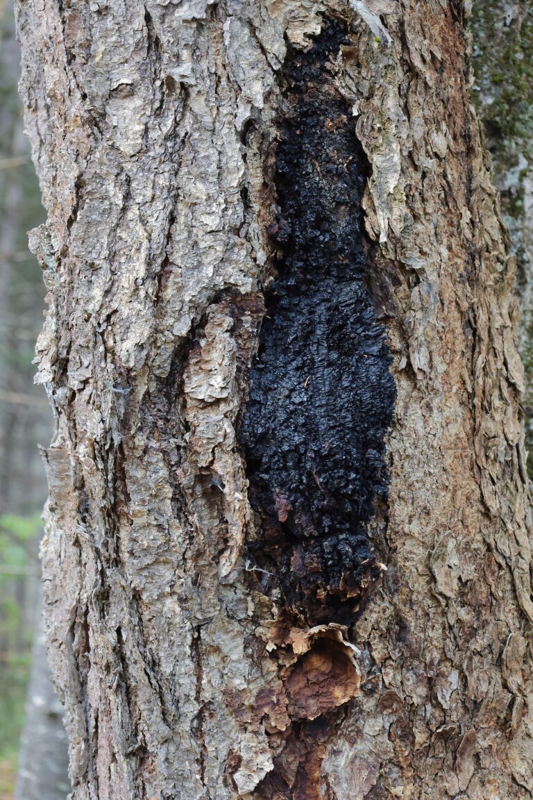 Black chaga conk growing on a birch trunk