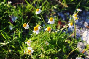 German chamomile flowers with white petals and yellow centres growing in a field