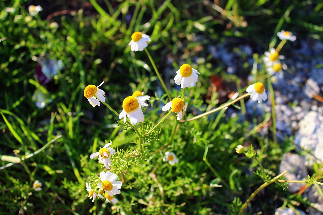 German chamomile flowers with white petals and yellow centres growing in a field