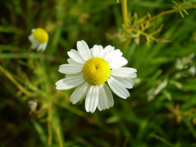 Chamomile: Matricaria recutita 0.1 R