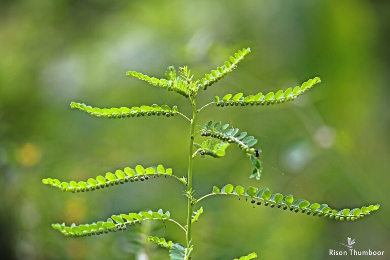 Chanca piedra (Phyllanthus niruri) stem with small round fruits under the leaves