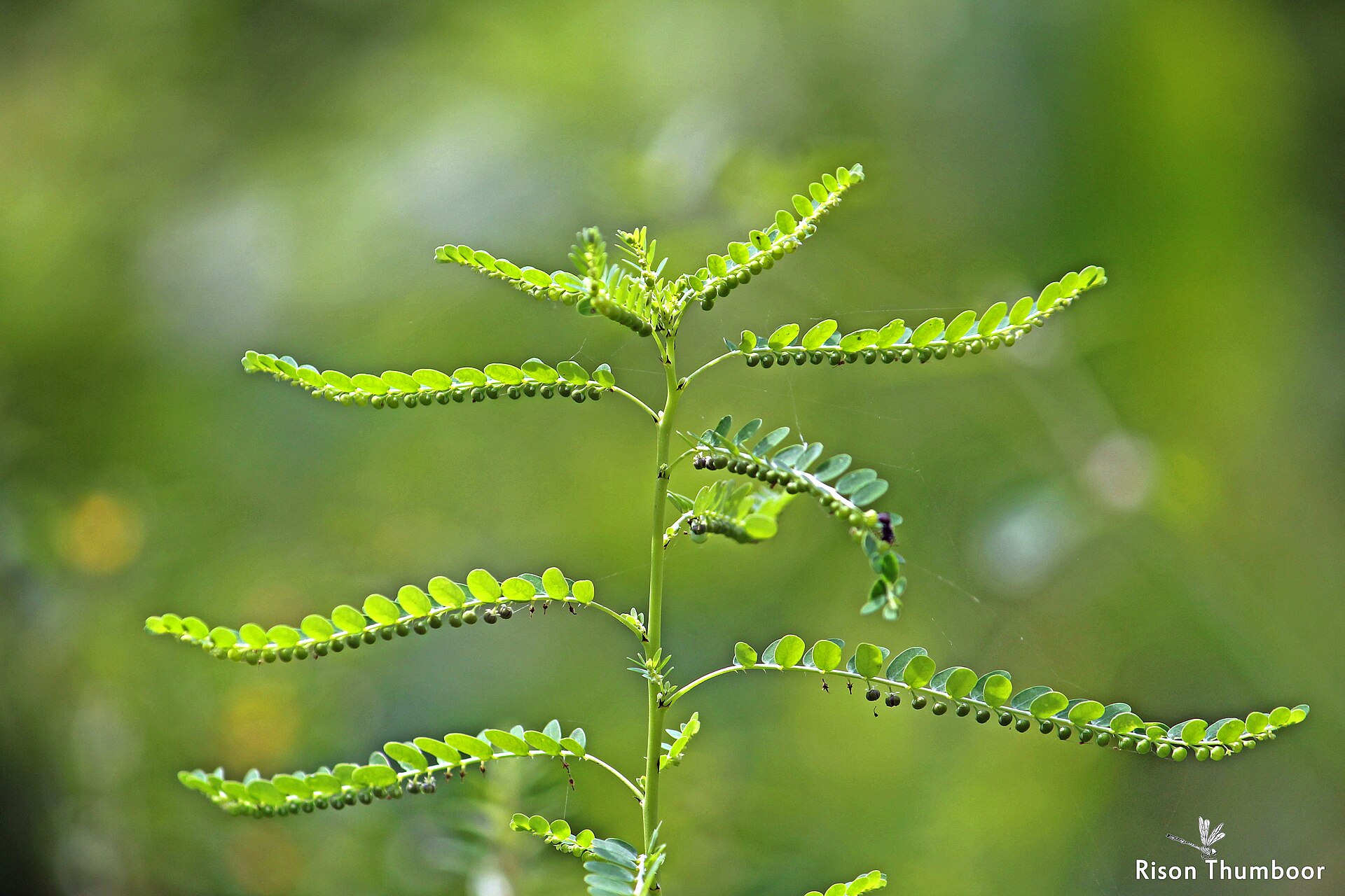 Chanca piedra (Phyllanthus niruri) stem with small round fruits under the leaves