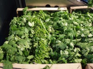 Fresh bunches of cilantro (coriander leaf) stacked at a market stall