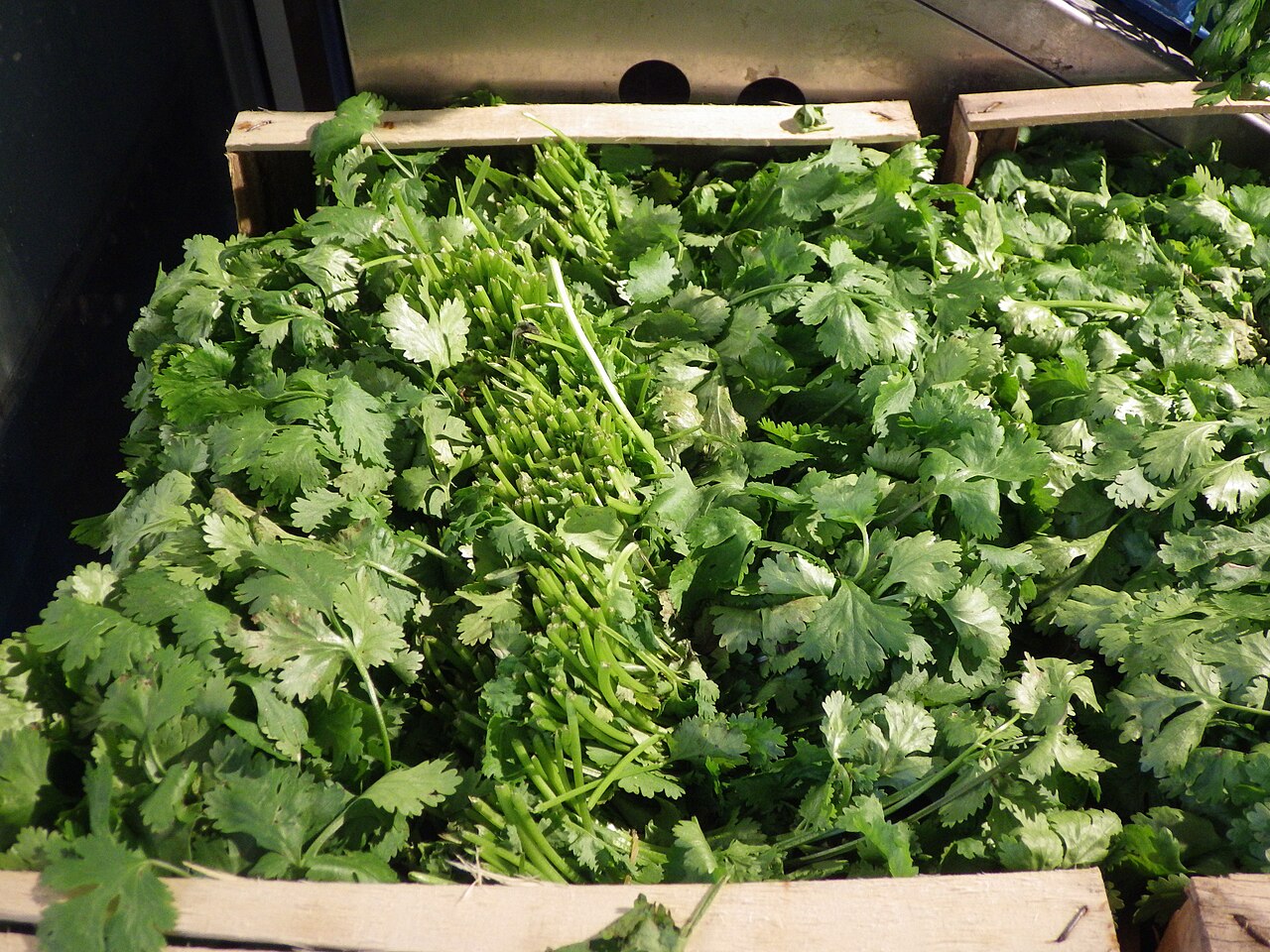 Fresh bunches of cilantro (coriander leaf) stacked at a market stall